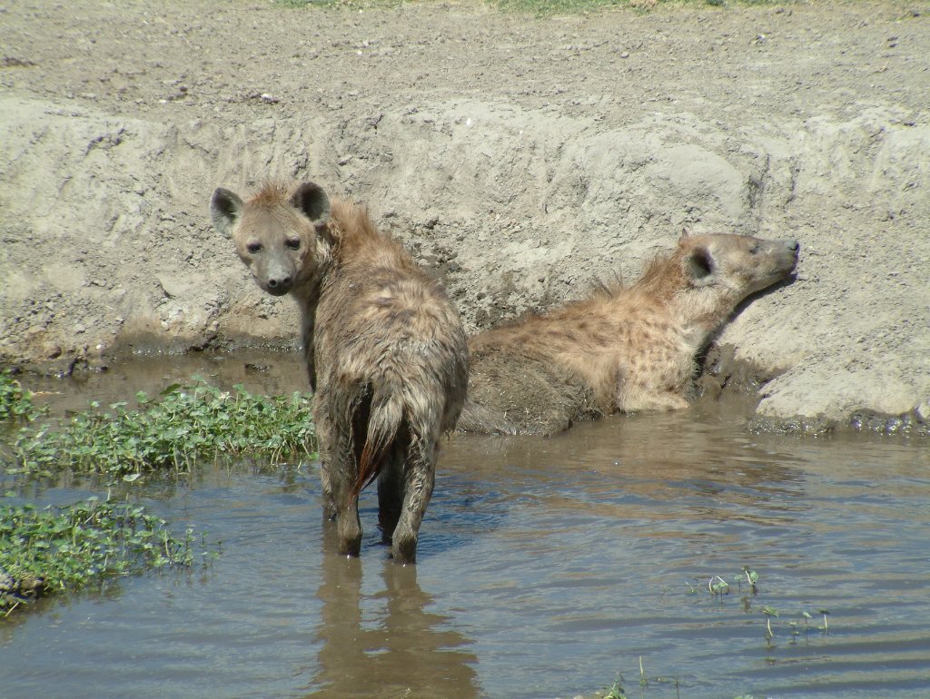 15-Bathing hyenas.jpg - Bathing hyenas